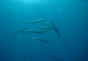 Underwater image of a barracudas