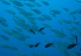 Discover Scuba Diving