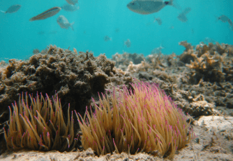 Underwater image of a sea plants