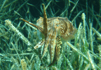 Underwater image of a Squid