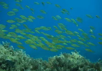 Open Water Diver