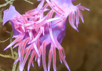 Underwater image of a Nudibranch