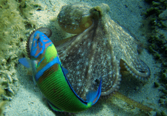 Underwater image of an octopus
