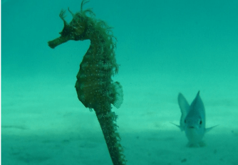 Underwater image of a sea horse