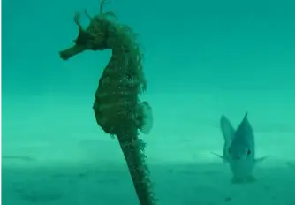 Sea Horse